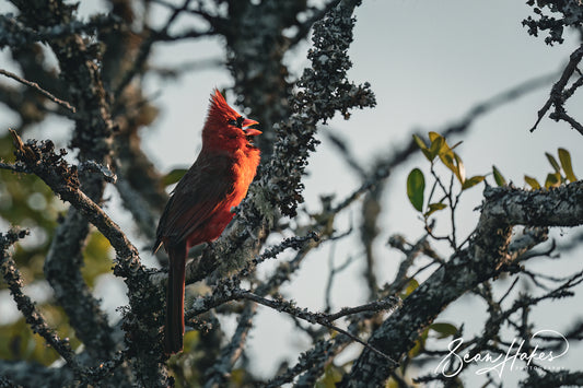 The Ultimate Guide to Mastering the Art of Storytelling in Photography