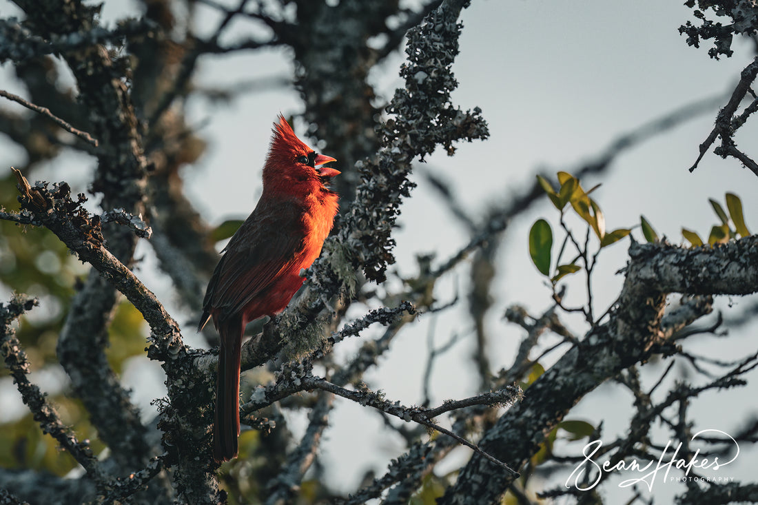 The Ultimate Guide to Mastering the Art of Storytelling in Photography